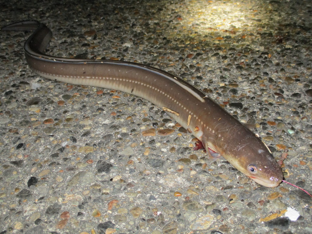 触ると危険な海の魚 生き物 海釣りスタートガイド